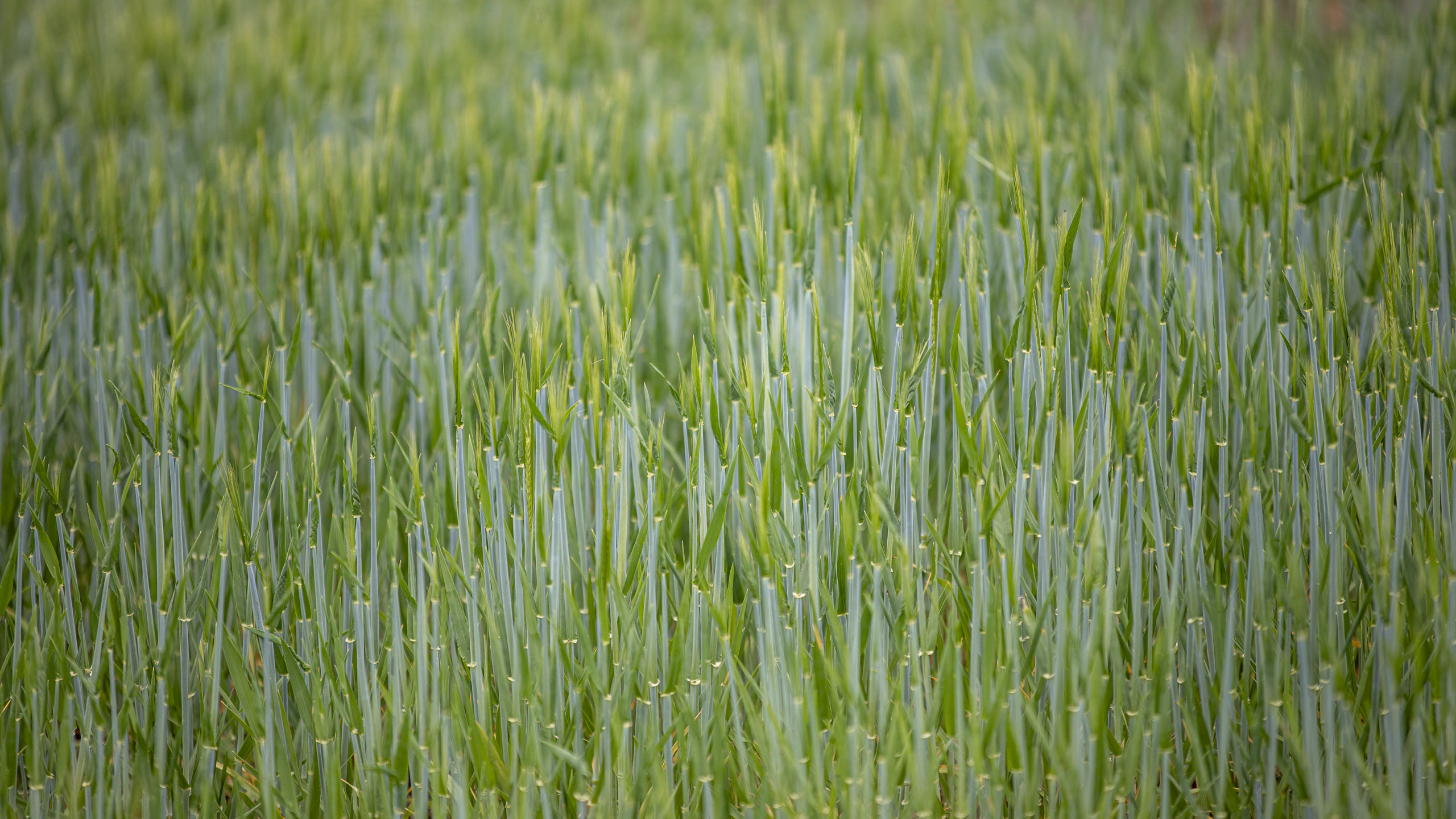 20250503134918 RD4 2517